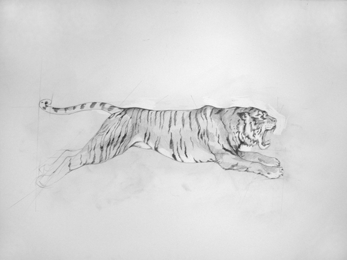 “Tiger